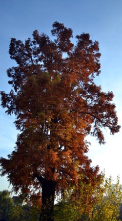 Kahle Zypresse (Taxodium distichum) mit roten Herbstblättern