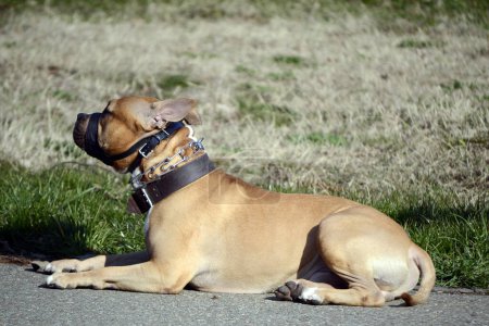 americano staffordshire terrier perro acostado
