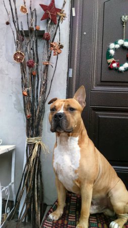 Amerikanischer Staffordshire Terrier Hund steht vor der Tür