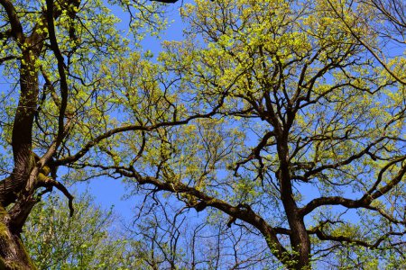 Norway maple trees in springtime