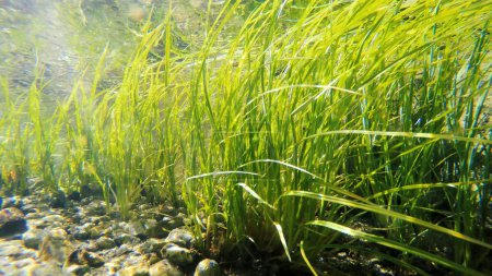 Téléchargez les photos : Ruisseau clair et peu profond avec mauvaise herbe sous-marine se balançant doucement - en image libre de droit