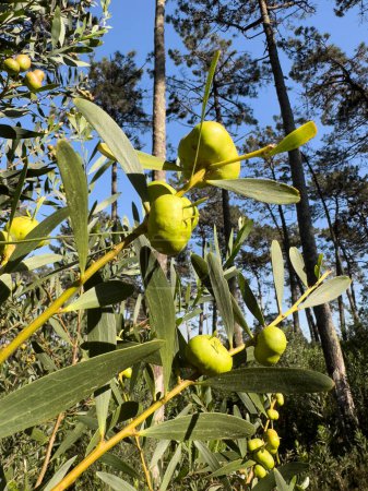 Foto de Las agallas producidas en los capullos de una Acacia Longifolia por el insecto Trichilogaster acaciaelongifoliae. - Imagen libre de derechos