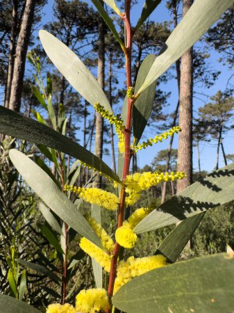 Foto de Espigas axilares de color amarillo brillante de una Acacia Longifolia. - Imagen libre de derechos