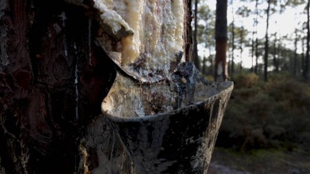 Extracción de resina natural de troncos de pino en Ovar - Portugal.