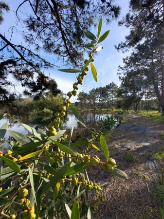 Foto de Las agallas producidas en los capullos de una Acacia Longifolia por el insecto Trichilogaster acaciaelongifoliae. - Imagen libre de derechos
