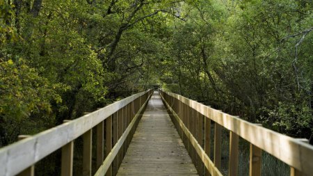 Wooden pathway in Lagoas de Bertiandos natural park, Ponte de Lima - Portugal.
