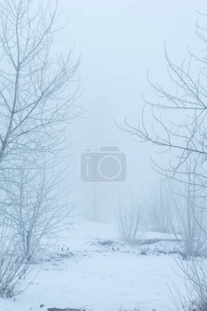Téléchargez les photos : Paysage hivernal, arbres dans le gel - en image libre de droit
