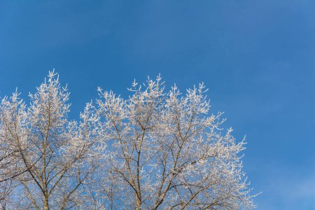 Foto de Cuento de invierno, árboles en las heladas y el cielo - Imagen libre de derechos
