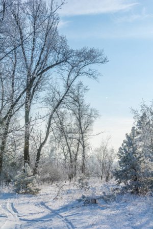 Foto de Winter landscape, trees in the frost . Car trail in the winter forest - Imagen libre de derechos