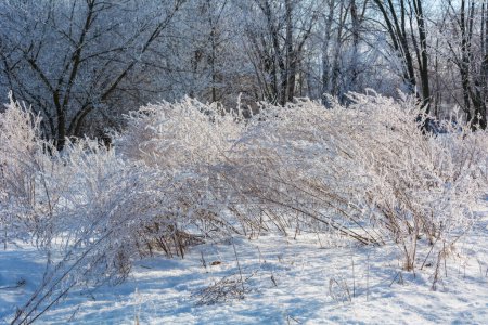 Téléchargez les photos : Winter landscape, Grass in hoarfrost - en image libre de droit