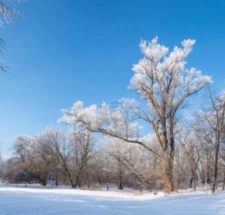 Foto de Paisaje invernal, árboles en las heladas. la imagen se compone de muchas fotos - Imagen libre de derechos