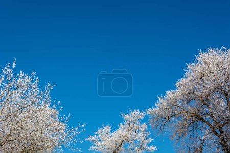 Foto de Cuento de invierno, árboles en las heladas y el cielo - Imagen libre de derechos