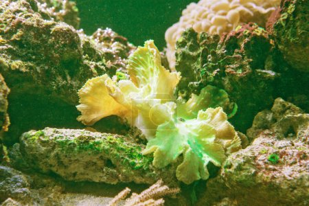 Téléchargez les photos : Sinularia dura corail dans la nature récif - en image libre de droit