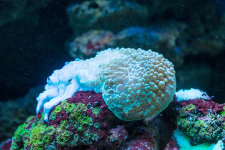 Photo for Bubble coral Plerogyra sinuosa. Wild life animal - Royalty Free Image