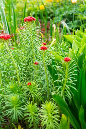 Téléchargez les photos : Rhodiola linearifolia or golden root red blooming plant - en image libre de droit