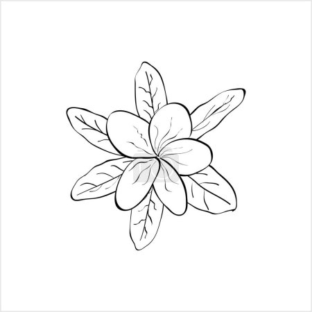 Illustration for Plumeria Frangipani Flower Ink Pen Sketch Vector Art Illustration - Royalty Free Image