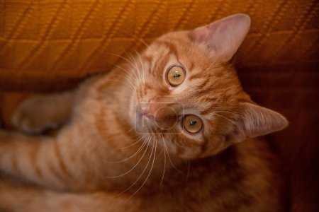 Foto de Calma gato rojo en cama amarilla en casa. - Imagen libre de derechos