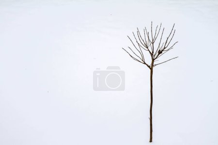 Téléchargez les photos : Winter landscape - single tree in a snow covered area - en image libre de droit