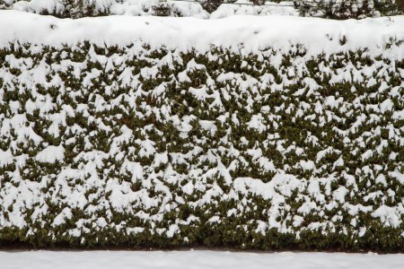 Téléchargez les photos : Pelouse couverte de neige et haie dans un jardin. Fond d'hiver. - en image libre de droit