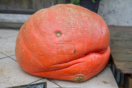 Téléchargez les photos : Withered pumpkin on a porch - a former autumn and halloween decoration - en image libre de droit