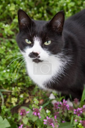 Photo for Black and white cat in a garden - Royalty Free Image