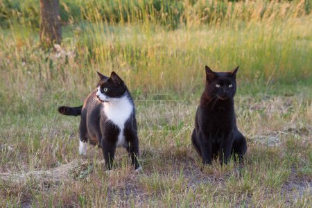 Photo for Two cats during walking in the fields - Royalty Free Image