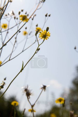 Photo for The hawkweed plant blooming in the summer - Royalty Free Image