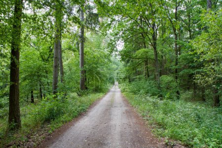 Camino de tierra a través del bosque

