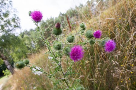 Photo for The Milk thistle in a meadow in late summer - Royalty Free Image