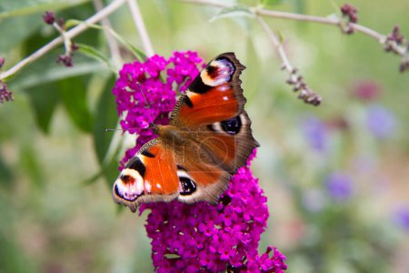 La mariposa europea del pavo real en buddleja davidii (veraniego lila) las flores