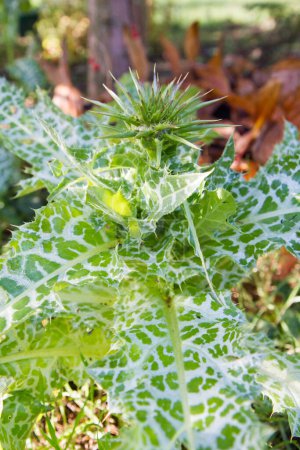 Photo for The Milk thistle (Silybum marianum) growing wild - Royalty Free Image