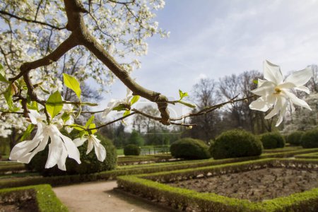 Magnolia blanche fleurissant au printemps 