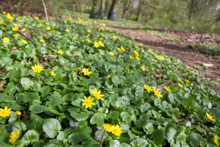 The lesser celandine or fig buttercup (Ficaria verna) blooming in spring
