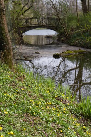 Brücke über einen Bach in einem Park, in dem die Feigenbutterblumen blühen