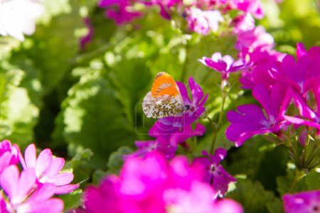 Der orangefarbene Schmetterling (Anthocharis cardamines) auf den Primeln (Primula cortusoides) blüht