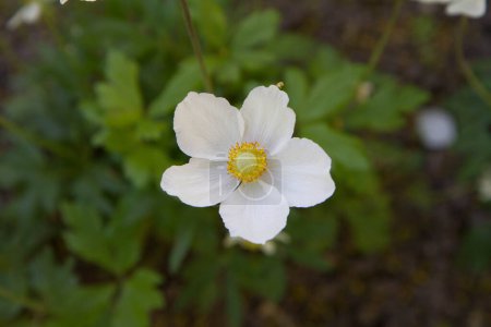 The snowdrop anemone (Anemonoides sylvestris) white flower blooming in spring 