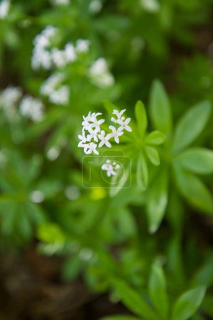 Der Waldmeister (Galium odoratum) blüht im Frühling