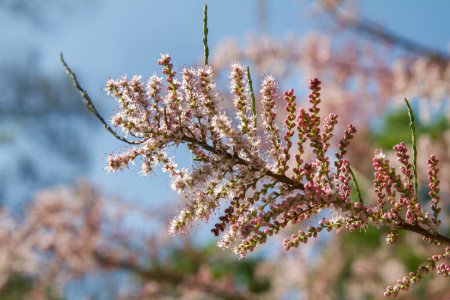 La plante Tamarisque (Tamarix) fleurit au printemps
