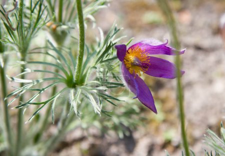 The pasque flower (Pulsatilla) blooming in spring