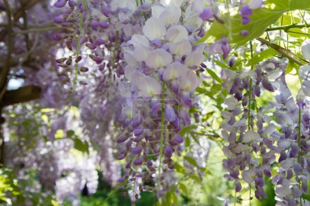 The Chinese wisteria (Wisteria sinensis) blooming in spring