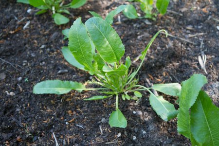 Téléchargez les photos : Plante de raifort poussant dans un jardin - en image libre de droit