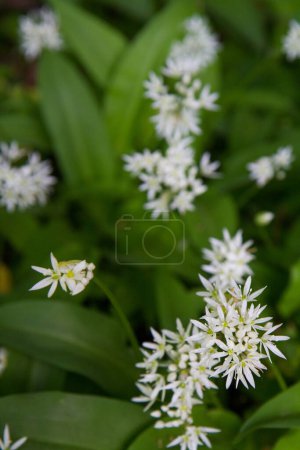 Ajo silvestre (Allium ursinum) planta que florece 