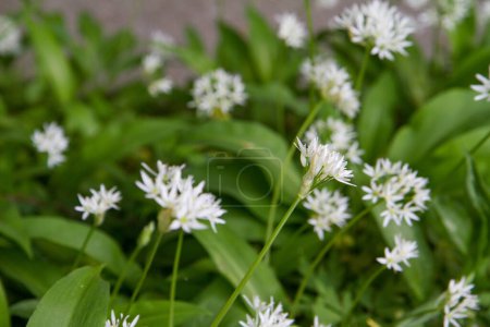 Wild garlic (Allium ursinum) plant blooming 