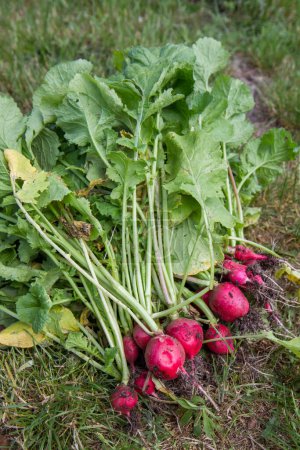 The radishes (Raphanus sativus) , just harvested in a garden
