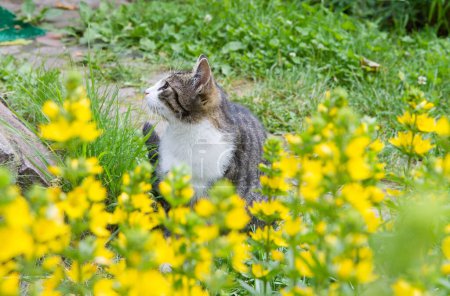 Joven gato gris sentado en un jardín rodeado de plantas florecientes sueltas punteadas