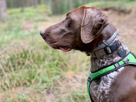 Photo for German shorthaired pointer on green grass - spring time. - Royalty Free Image