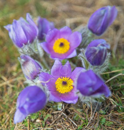 Photo for Pasqueflower. Beautiful blue flower of greater pasque flower or pasqueflower on the meadow, in latin pulsatilla grandis - Royalty Free Image