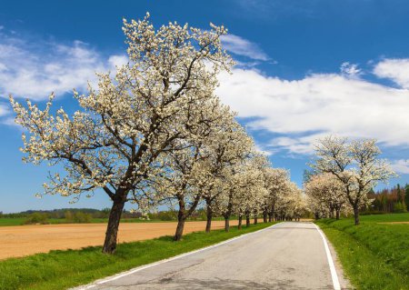 Photo for Road and alley of flowering cherry trees in latin Prunus cerasus with beautiful sky. White colored flowering cherrytree - Royalty Free Image