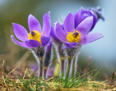 Foto de Pasqueflower. Hermosa flor azul de flor pascual mayor o flor pascual en el prado, en latín pulsatilla grandis - Imagen libre de derechos