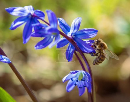 Téléchargez les photos : Ladon ladona ou ladock flower, squills Scilla Scilloideae Asparagaceae, belle fleur bleue du printemps - en image libre de droit